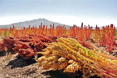  Quirky Quandaries of Quinoa: Cultivating Andean Gold